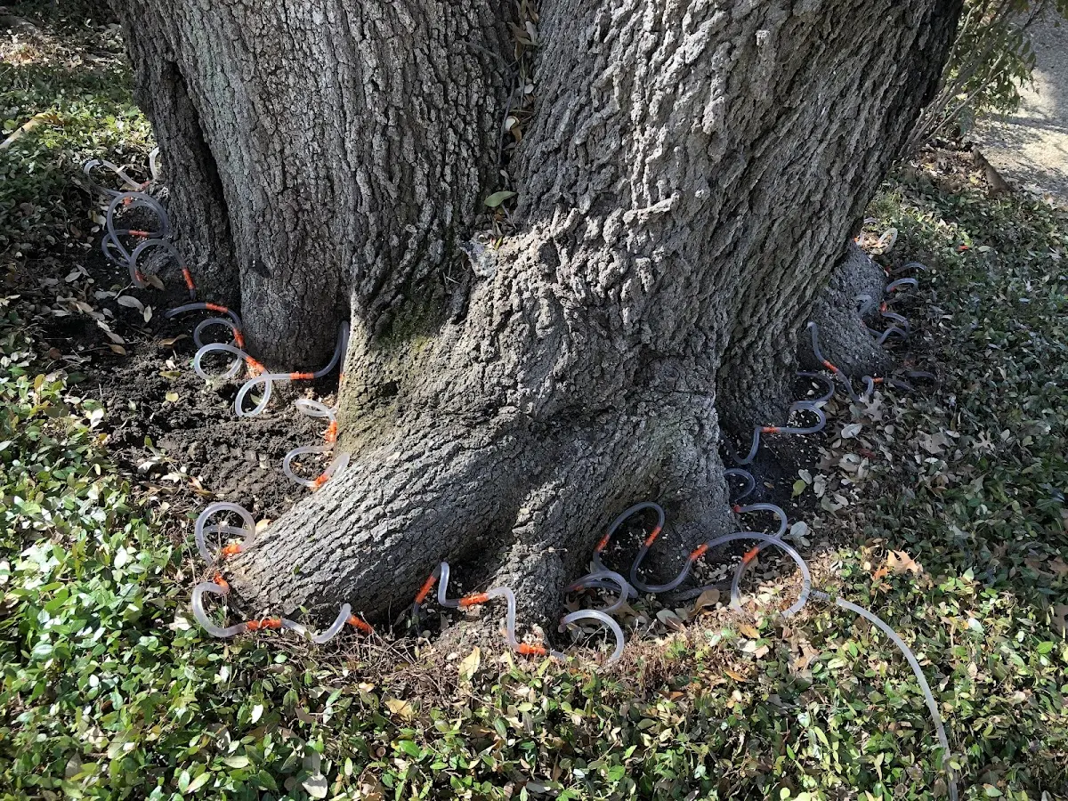 Detailed Tree Cabling and Bracing job site in New Paris